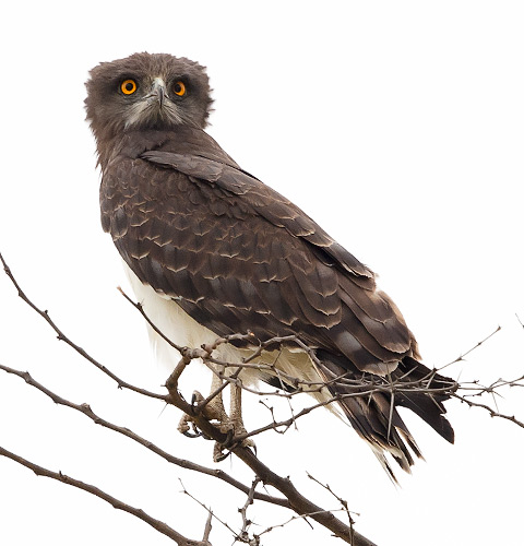 Black-chested Snake Eagle